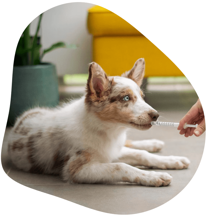 Dog receiving medicine